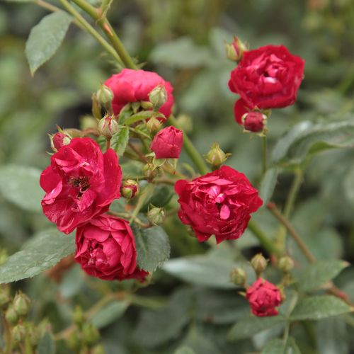 Rosa Ännchen Müller - rose - Petites fleurs -  rosier à haute tige - retombant